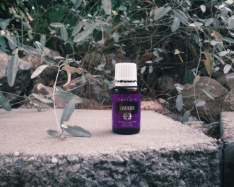 Lavender essential oil benefits are eliminating nervous tension, relieving pain, enhancing blood circulation, and many others.